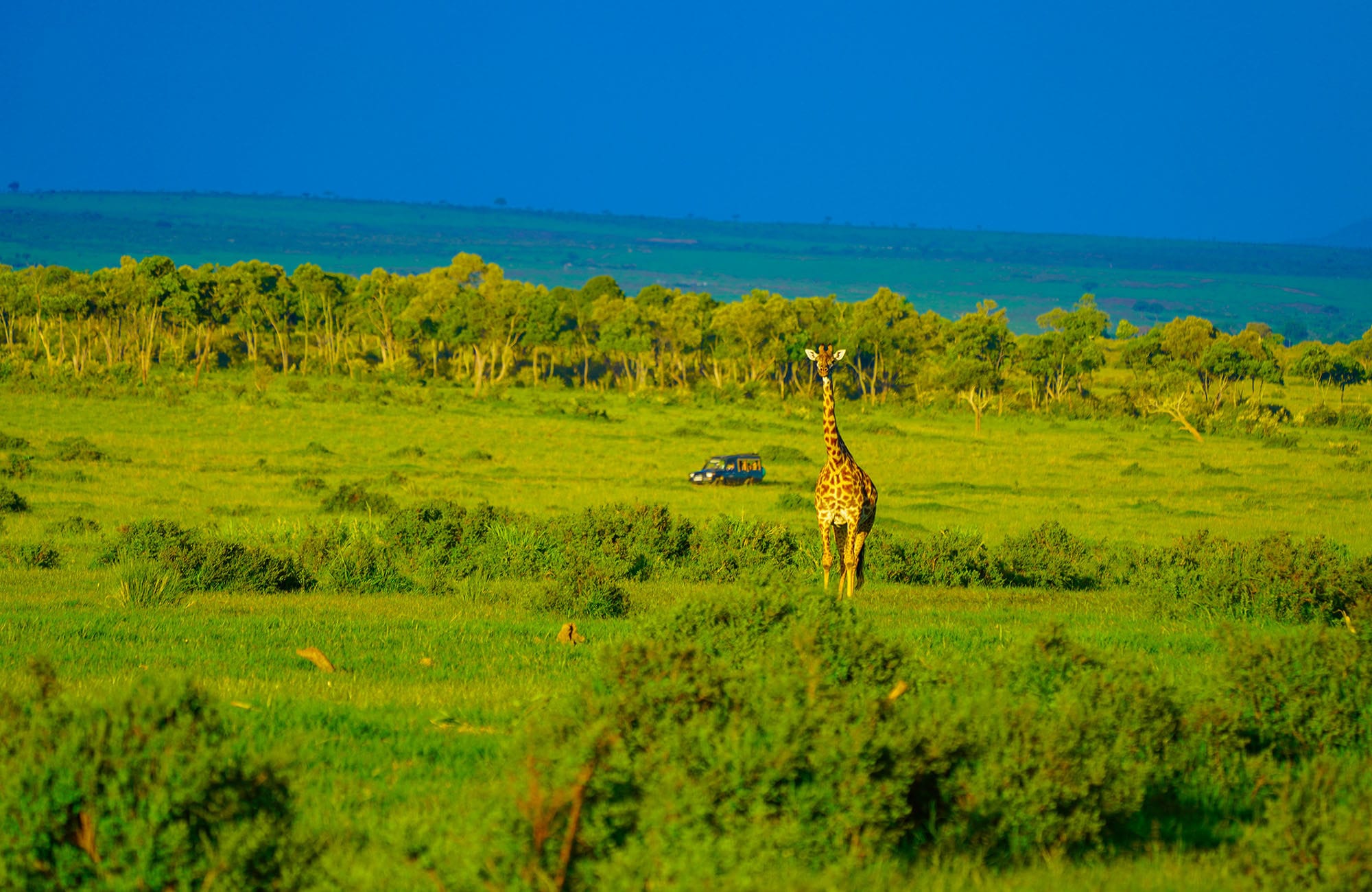 kenya safari from zanzibar